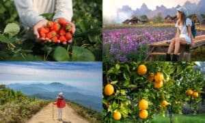 ภาพตัดปะแสดงให้เห็นมือที่ถือสตรอเบอร์รี่, คนหนึ่งนั่งอยู่ในทุ่งดอกไม้ที่ม่อนแจ่มที่เที่ยว, นักปีนเขาบนเส้นทางภูเขา, และส้มที่เติบโตอยู่บนต้นไม้.