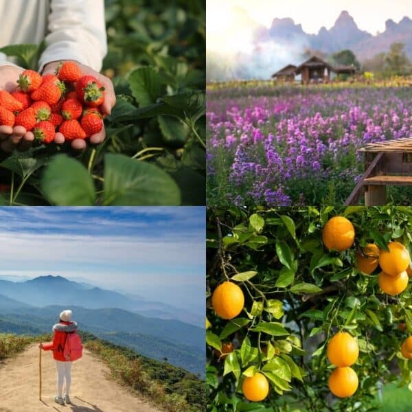 ภาพตัดปะแสดงให้เห็นมือที่ถือสตรอเบอร์รี่, คนหนึ่งนั่งอยู่ในทุ่งดอกไม้ที่ม่อนแจ่มที่เที่ยว, นักปีนเขาบนเส้นทางภูเขา, และส้มที่เติบโตอยู่บนต้นไม้.