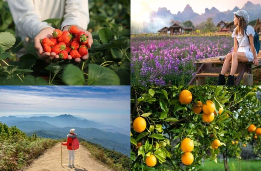 ภาพตัดปะแสดงให้เห็นมือที่ถือสตรอเบอร์รี่, คนหนึ่งนั่งอยู่ในทุ่งดอกไม้ที่ม่อนแจ่มที่เที่ยว, นักปีนเขาบนเส้นทางภูเขา, และส้มที่เติบโตอยู่บนต้นไม้.