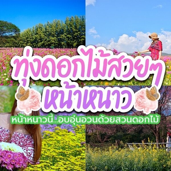 ทุ่งดอกไม้หลากสีสัน รวมถึงทุ่งดอกไม้ คอสมอส ที่น่าตื่นตา ผู้คนต่างเพลิดเพลินกับทิวทัศน์และท้องฟ้าสีครามสดใส ข้อความภาษาไทยบนภาพ.