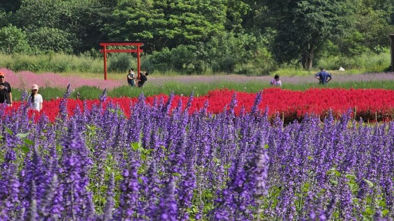 ผู้คนเดินผ่านทุ่งดอกไม้ที่สดใส มีดอกไม้สีม่วง แดง และชมพูบานสะพรั่ง ณ สถานที่ท่องเที่ยวเขาใหญ่ โดยมีประตูโทริอิสีแดงและต้นไม้เขียวชอุ่มเป็นฉากหลัง.