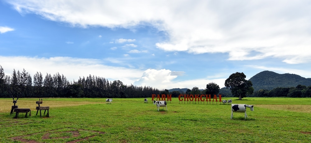 ทุ่งหญ้ากว้างใหญ่พร้อมรูปปั้นวัว ต้นไม้ในพื้นหลัง และป้ายที่เขียนว่า "ฟาร์มโชคชัย" ภายใต้ท้องฟ้าที่มีเมฆบางส่วน—หนึ่งในสถานที่ท่องเที่ยวที่ต้องไปเยือนในเขาใหญ่สำหรับผู้ที่ต้องการสำรวจเที่ยวเขาใหญ่.