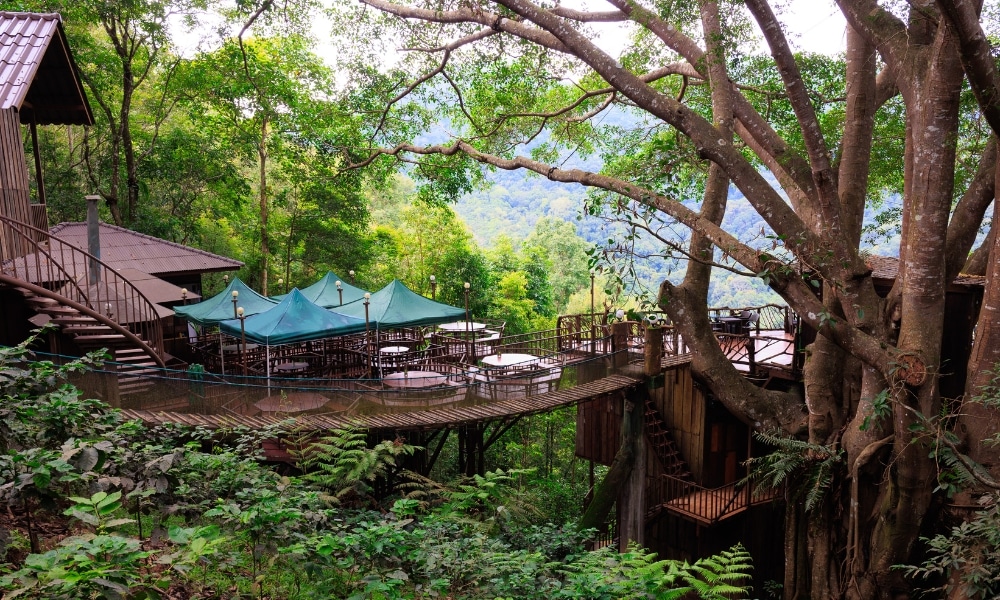 ระเบียงไม้พร้อมโต๊ะ เก้าอี้ และร่มสีเขียว ตั้งอยู่ท่ามกลางต้นไม้ใหญ่ในบรรยากาศป่าเขียวชอุ่มที่ ม่อนแจ่มที่เที่ยว มอบจุดพักผ่อนที่เงียบสงบพร้อมวิวภูเขาป่าไม้ในเบื้องหลัง.