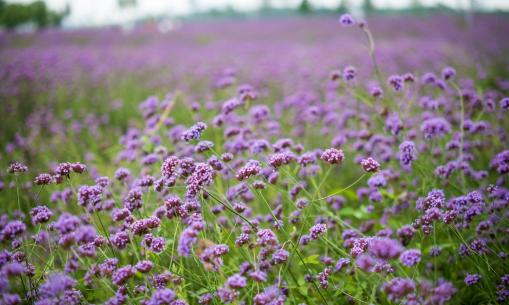 ทุ่งดอกไม้สีม่วงบานสะพรั่งทอดยาวสุดสายตาใต้ท้องฟ้าที่มีเมฆปกคลุม ถ่ายทอดเสน่ห์อันเงียบสงบของ ที่เที่ยวม่อนแจ่ม.