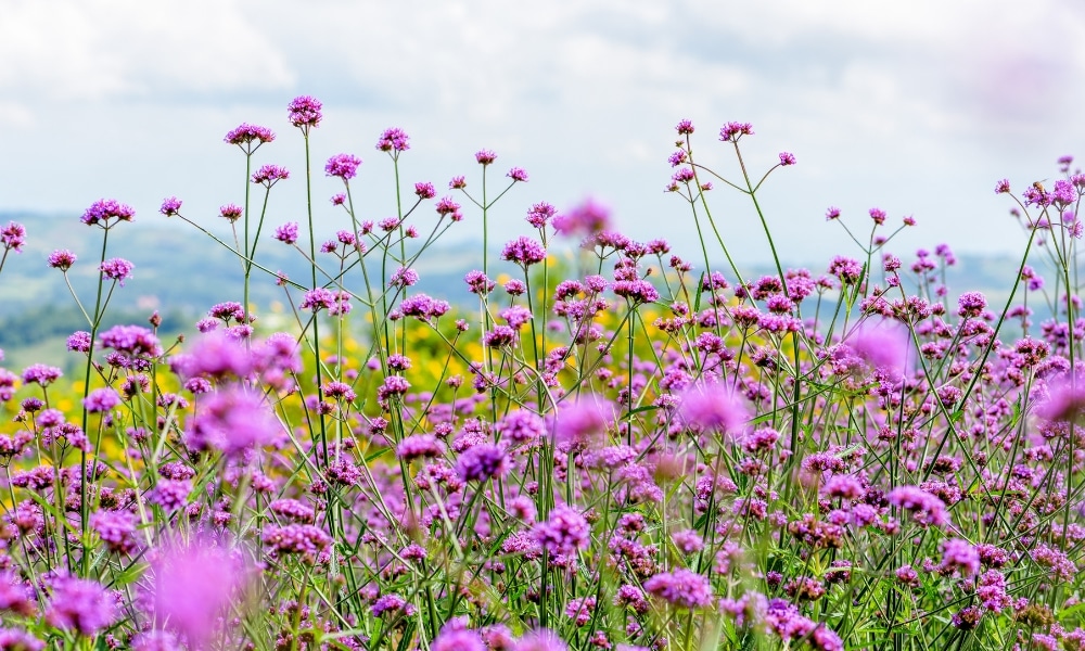 ทุ่งดอกไม้สีม่วงสูงที่บานสะพรั่ง ณ ที่เที่ยวม่อนแจ่ม พร้อมฉากหลังที่เบลอของใบไม้สีเขียวและท้องฟ้าที่มีเมฆครึ้ม.