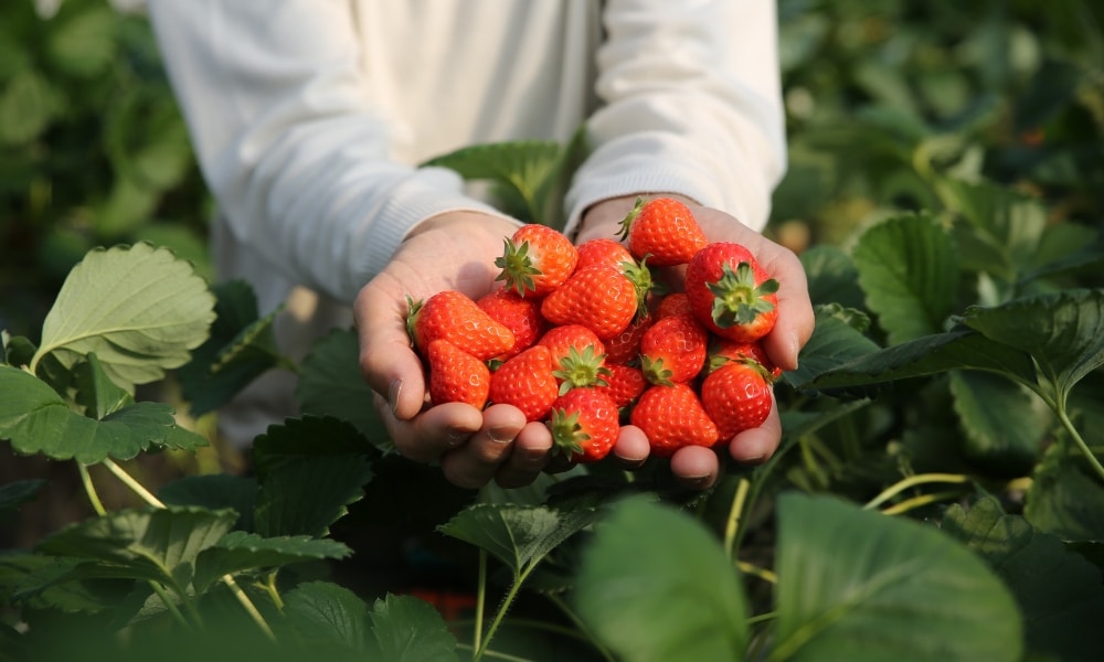 บุคคลหนึ่งถือสตรอว์เบอร์รี่สดที่เพิ่งเก็บมาเต็มกำมือเหนือต้นสตรอว์เบอร์รี่สีเขียวในสวนที่ ม่อนแจ่มที่เที่ยว กำลังบันทึกความสดใหม่และเสน่ห์ของสถานที่ท่องเที่ยวยอดนิยมแห่งนี้ ม่อนแจ่มที่เที่ยว.