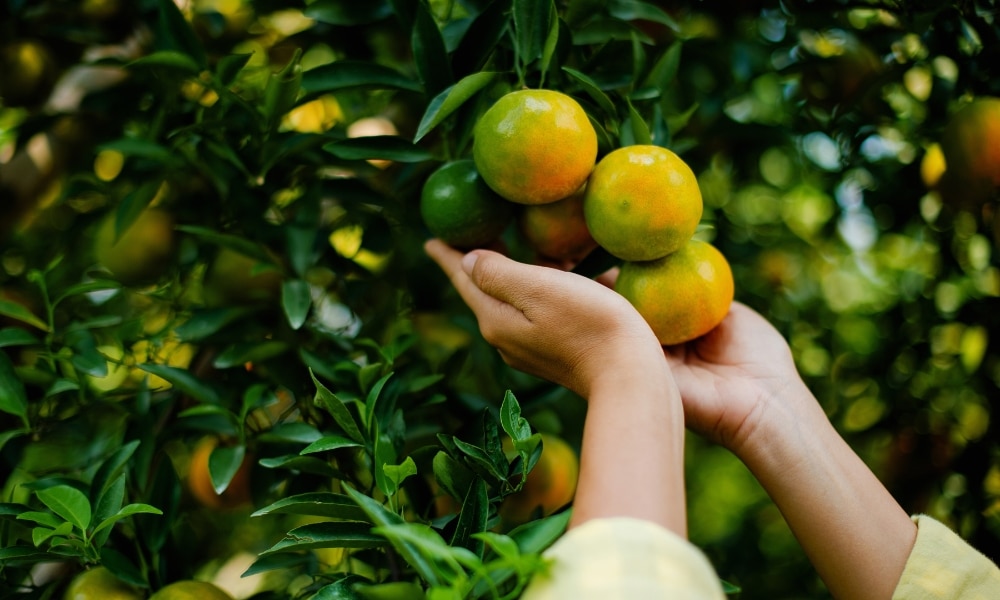 บุคคลใช้ทั้งสองมือในการเก็บผลไม้รสเปรี้ยวสีส้มเขียวที่สุกแล้วจากต้นไม้ที่มีใบสีเขียวที่ ม่อนแจ่มที่เที่ยว ซึ่งล้อมรอบด้วยธรรมชาติที่สดชื่นของสถานที่ท่องเที่ยวยอดนิยมแห่งนี้.
