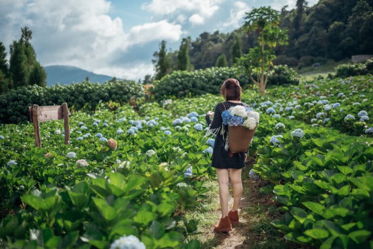 บุคคลหนึ่งเดินผ่านทุ่งไฮเดรนเยียที่เขียวชอุ่มที่ ม่อนแจ่มที่เที่ยว โดยมีตะกร้าดอกไม้บนหลัง ล้อมรอบด้วยพืชพรรณเขียวขจีและภูเขาไกล ๆ ภายใต้ท้องฟ้าที่มีเมฆบางส่วน.