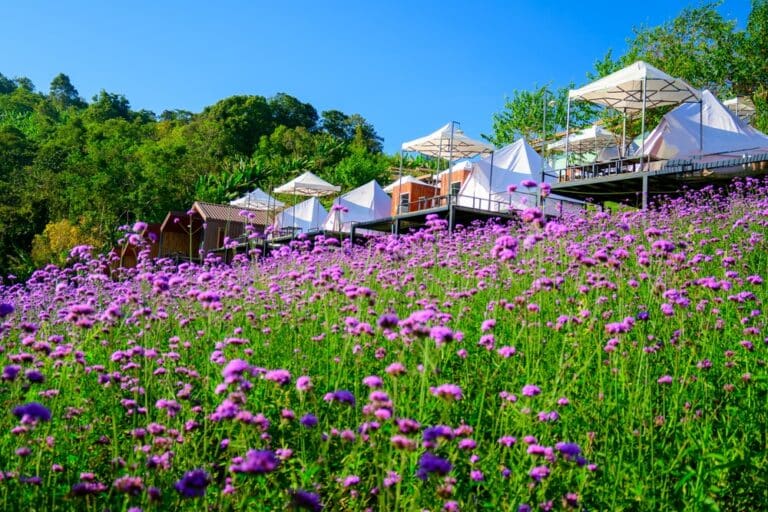 แถวเต็นท์สีขาวพร้อมร่มถูกจัดเรียงไว้บนแพลตฟอร์มเหนือทุ่งดอกไม้สีม่วงที่บานสะพรั่งภายใต้ท้องฟ้าสีฟ้าใส สร้างประสบการณ์การท่องเที่ยวที่สมบูรณ์แบบที่ม่อนแจ่ม.