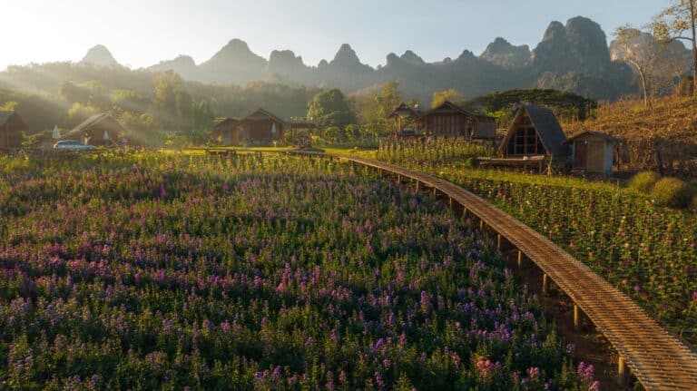 ทางเดินไม้ทอดยาวผ่านทุ่งดอกไม้สีสันสดใส มีบ้านไม้หลังเล็ก ๆ และภูเขาไกล ๆ อยู่ภายใต้แสงอาทิตย์ยามเช้า สะท้อนบรรยากาศอันมีเสน่ห์ของม่อนแจ่มที่เที่ยว.