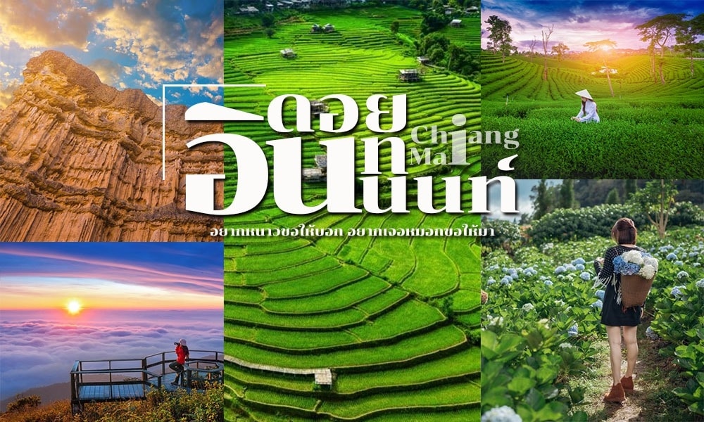 ภาพตัดปะที่แสดงนาขั้นบันได วิวภูเขาที่สวยงาม คนกำลังเก็บดอกไม้ และคนกำลังมองหุบเขาที่มีหมอกใน ที่เที่ยวเชียงใหม่ เชียงใหม่ พร้อมข้อความภาษาไทยที่โดดเด่นเน้นว่า ที่เที่ยวเชียงใหม่.