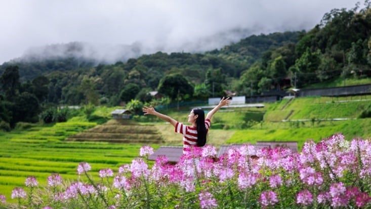 บุคคลหนึ่งยืนยกแขนขึ้นในทุ่งดอกไม้สีชมพู ล้อมรอบด้วยระเบียงสีเขียวและเนินเขาที่ปกคลุมไปด้วยป่าไม้ภายใต้ท้องฟ้าที่มีเมฆครึ้ม—เหมาะสำหรับผู้ที่มองหาสถานที่ท่องเที่ยวเชียงใหม่ท่ามกลางความงดงามของธรรมชาติ.