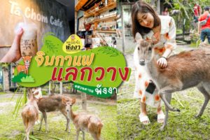 สวนตาชม จิบกาแฟ แลกวาง ท้ายช้าง เมืองพังงา - Ta Chom Cafe & Deer sighting Tai chang, Phangnga
