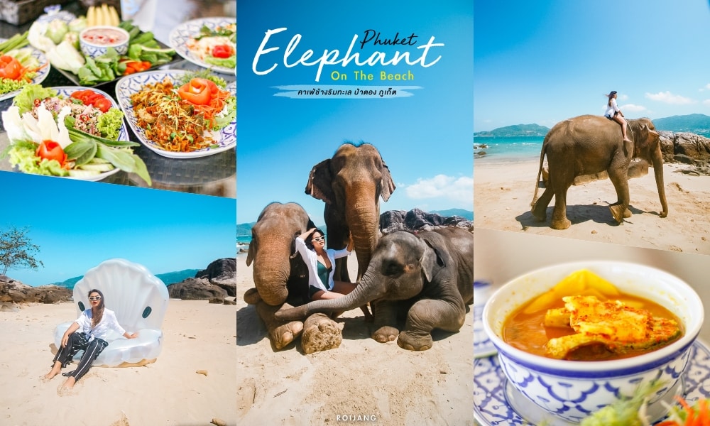 Phuket Elephant on the Beach คาเฟ่ป่าตอง ภูเก็ต