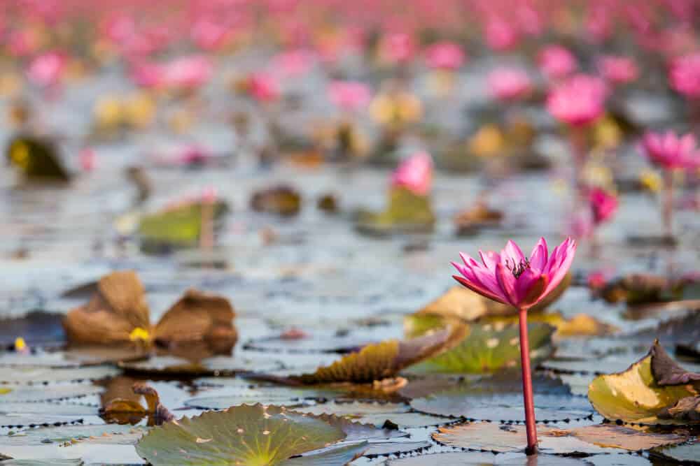 สถานที่ท่องเที่ยวอยุธยา