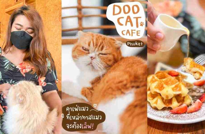 DOO CAT CAFE คาเฟ่แมวสุดคิ้วท์ ราไวย์ Phuket