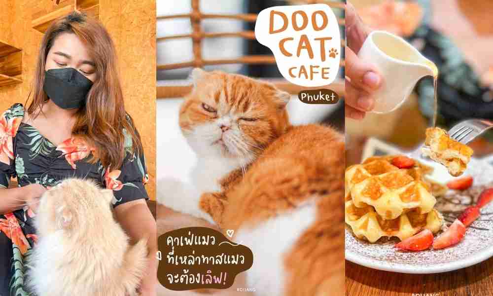 DOO CAT CAFE คาเฟ่แมวสุดคิ้วท์ ราไวย์ Phuket