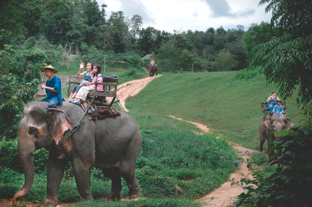 ที่เที่ยวลำปาง น้องช้างไทยเล่นน้ำ