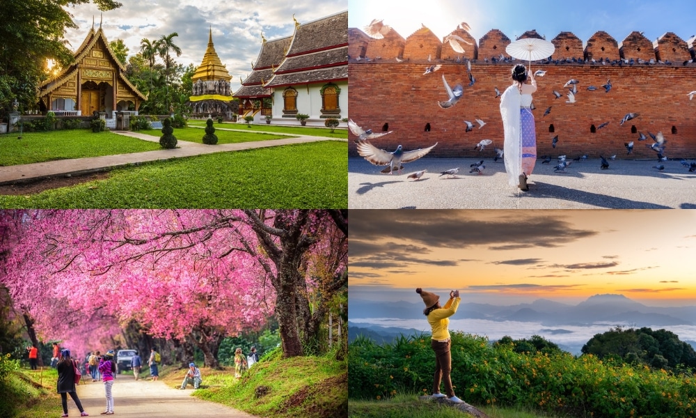 ภาพตัดปะแสดงสถานที่ท่องเที่ยวในเชียงใหม่—วัดไทย หญิงสาวกับนกพิราบใกล้กำแพงอิฐ ผู้คนใต้ต้นซากุระ และใครบางคนกำลังถ่ายภาพพระอาทิตย์ขึ้นเหนือภูเขา.