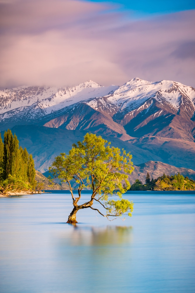 ต้น เที่ยวนิวซีแลนด์ ไม้โดดเดี่ยวกลางทะเลสาบที่มีฉากหลังเป็นภูเขา