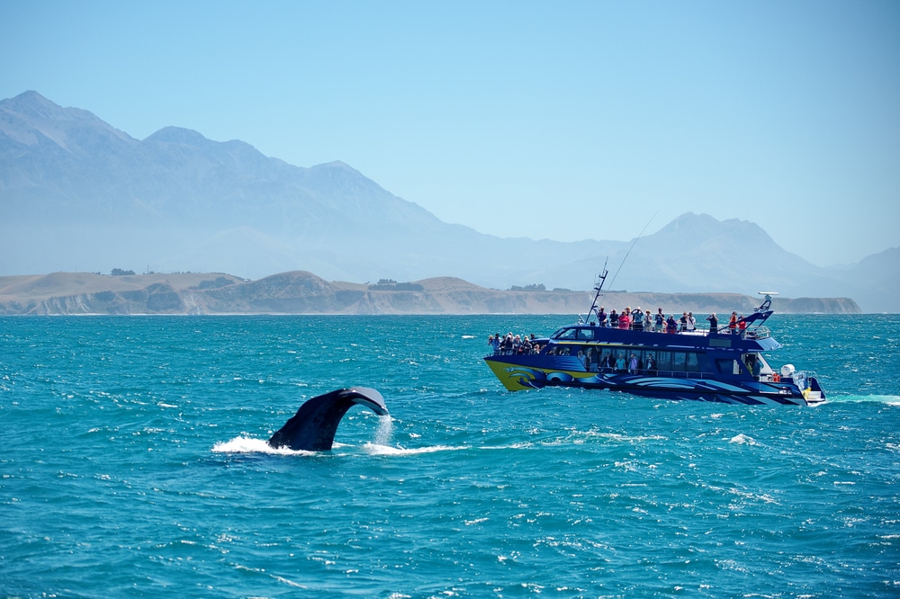 ปลา ที่เที่ยวนิวซีแลนด์ วาฬกระโดดขึ้นจากน้ำใกล้เรือ
