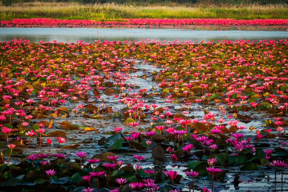 ผืนน้ำ ที่เที่ยวหนองคาย ขนาดใหญ่เต็มไปด้วยดอกไม้สีชมพูมากมาย