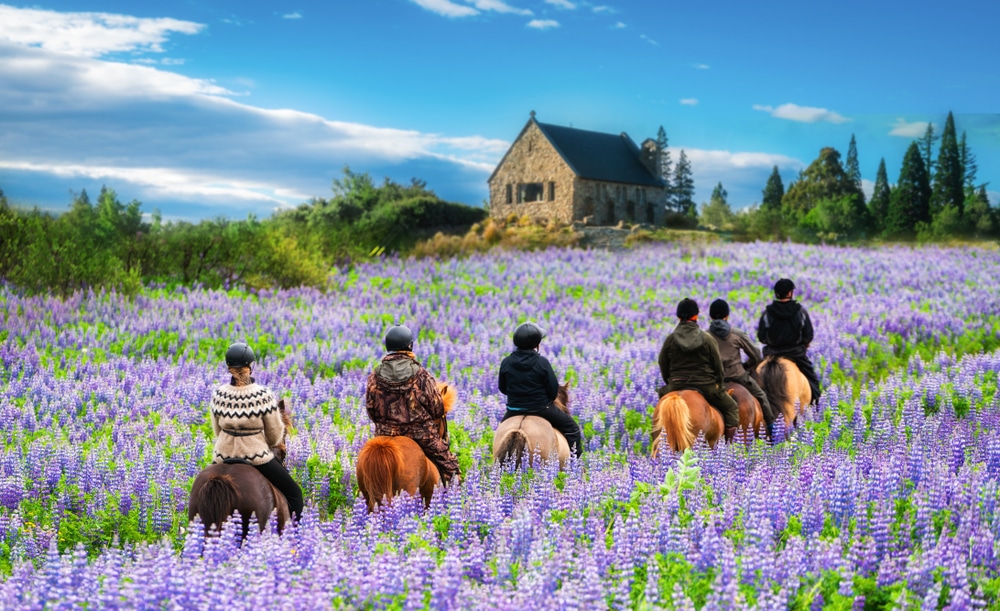 กลุ่ม สถานที่ท่องเที่ยวนิวซีแลนด์ คนขี่ม้าผ่านทุ่งดอกไม้สีม่วง