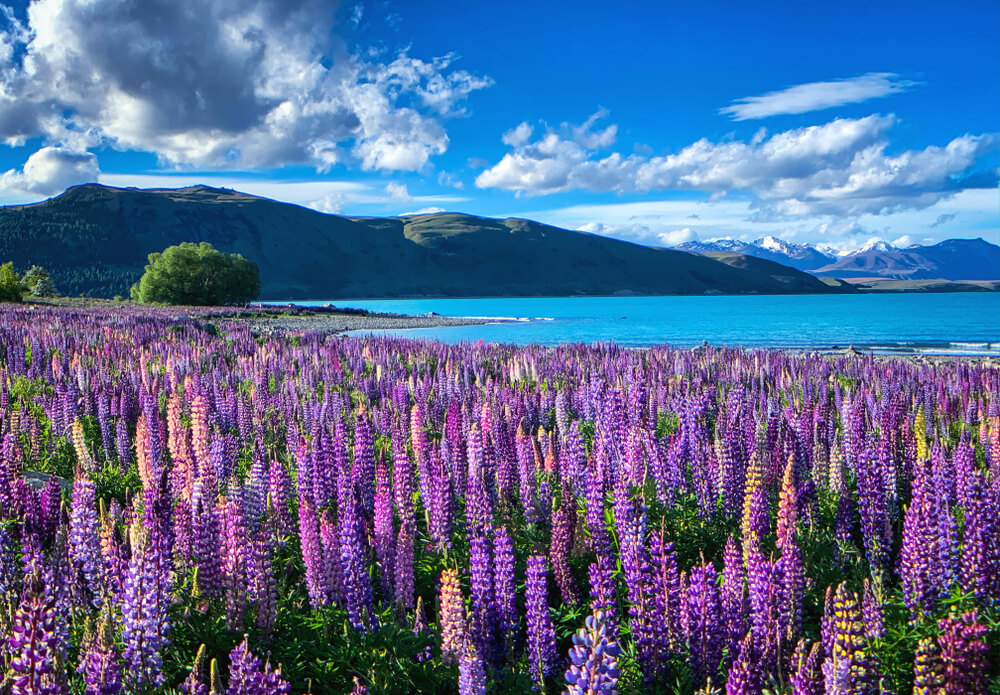 ทุ่ง เที่ยวนิวซีแลนด์ ดอกไม้สีม่วงข้างแหล่งน้ำ