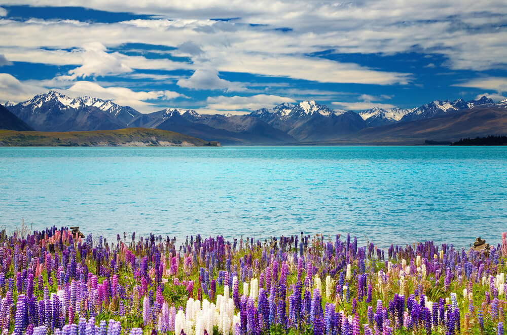ทุ่งดอก เที่ยวนิวซีแลนด์ ไม้สีม่วงขาวข้างแหล่งน้ำ