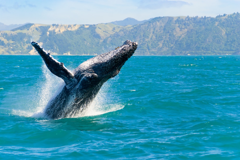ปลา ที่เที่ยวนิวซีแลนด์ วาฬกระโดดขึ้นจากน้ำในมหาสมุทร