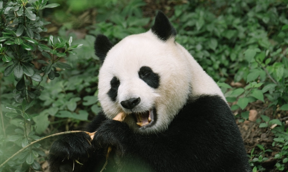 หมีแพน สถานที่ท่องเที่ยวจีน ด้าขาวดำกำลังกินไม้ไผ่