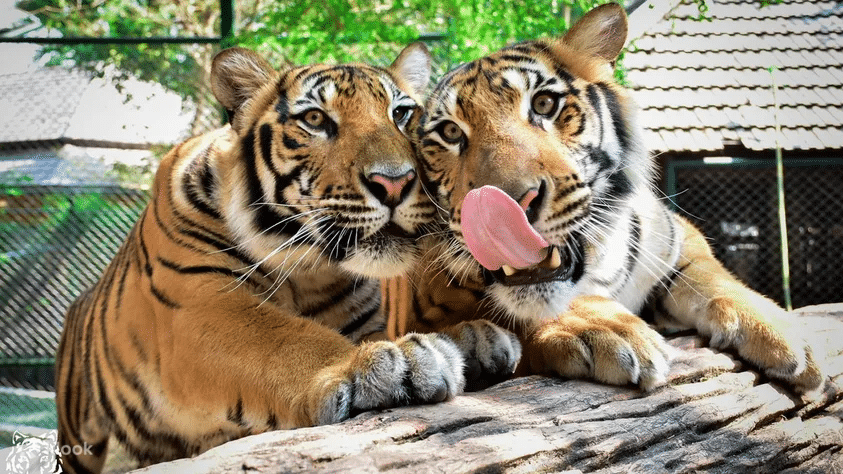 เสือสองตัวนั่ง ที่เที่ยวภูเก็ต อยู่บนท่อนไม้ Travelodge Phuket Town