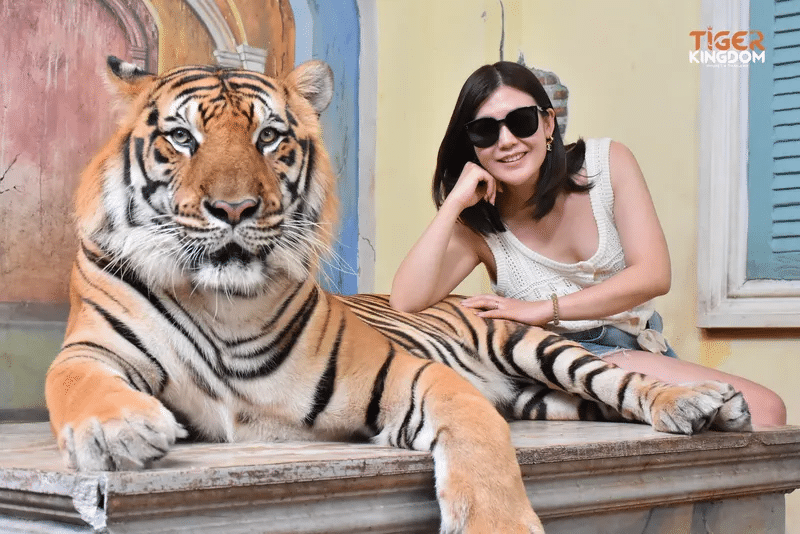 ผู้หญิงคน ที่เที่ยวภูเก็ต หนึ่งนั่งอยู่บนหิ้งใกล้กับเสือตัวใหญ่ Travelodge Phuket Town