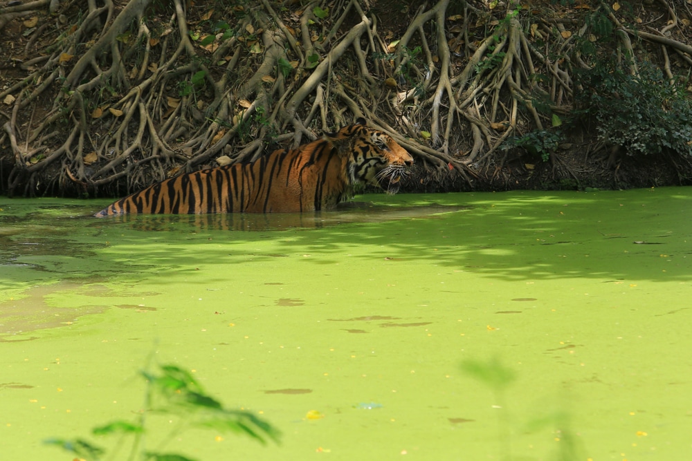 เสือโคร่งในแหล่งน้ำที่ล้อมรอบด้วยต้นไม้ วัดท่าซุง