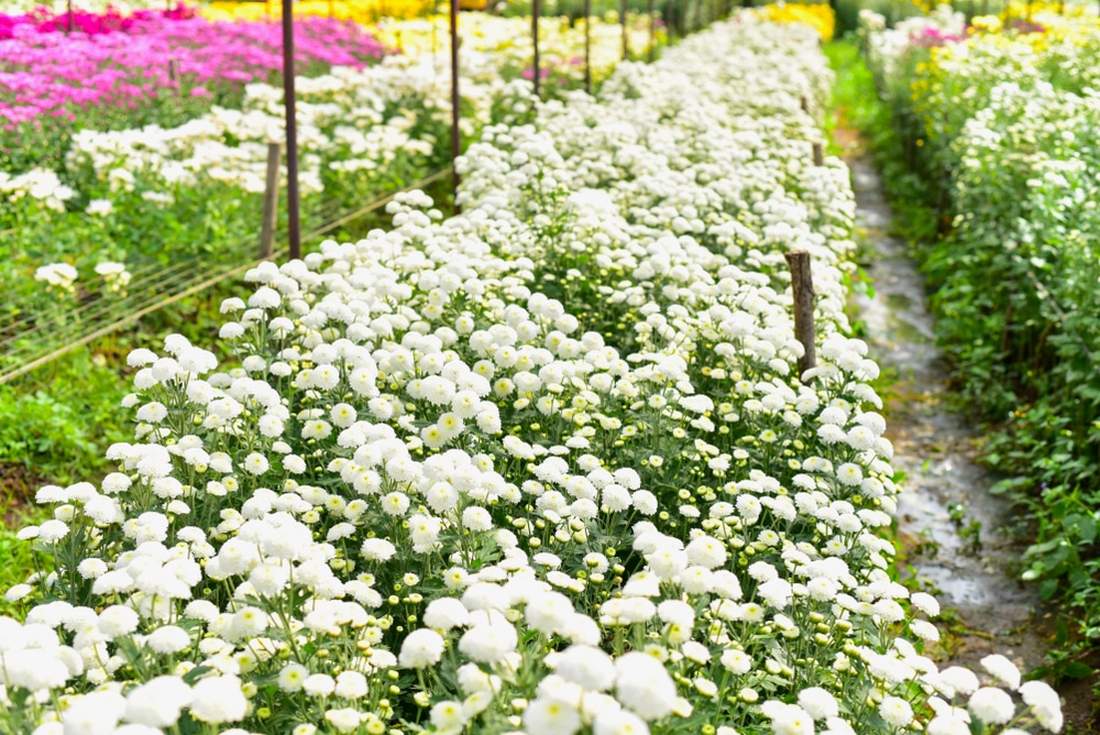 สวนที่เต็มไป ที่เที่ยวมวกเหล็ก ด้วยดอกไม้สีขาวมากมาย