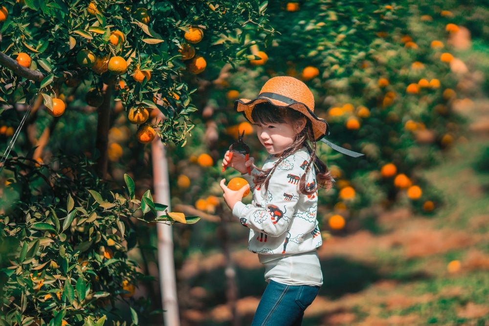 เด็กหญิงตัวเล็ก ๆ เที่ยวแม่แตง เก็บส้มจากต้นไม้