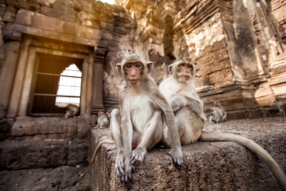 ลิงสองตัวนั่งอยู่บนกำแพงหิน เที่ยวเขื่อนป่าสักชลสิทธิ์