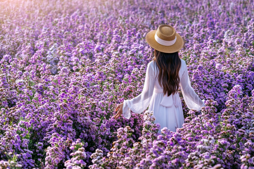 ผู้หญิง ม่อนแจ่ม สวมหมวกเดินผ่านทุ่งดอกไม้สีม่วง