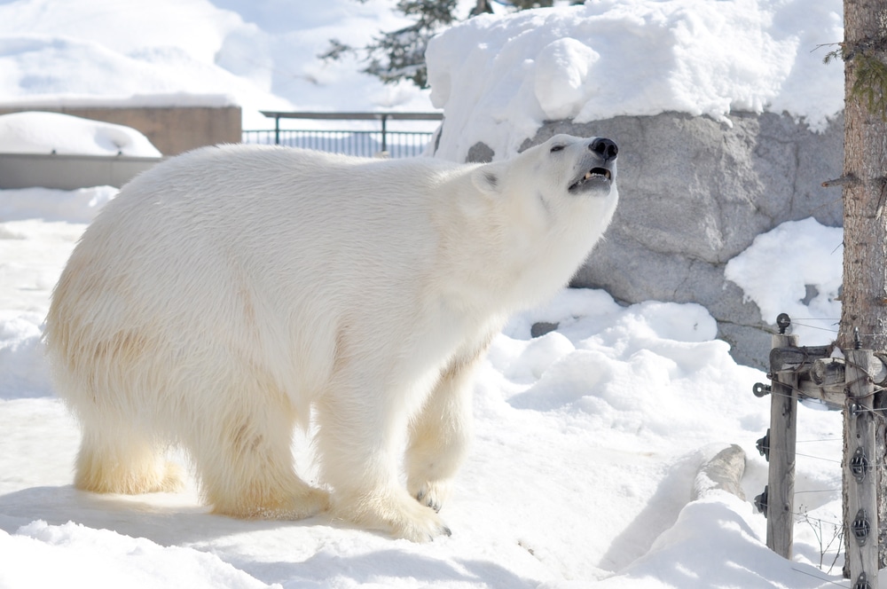 หมีขั้วโลกยืนอยู่บนหิมะ ที่เที่ยวฮอกไกโด