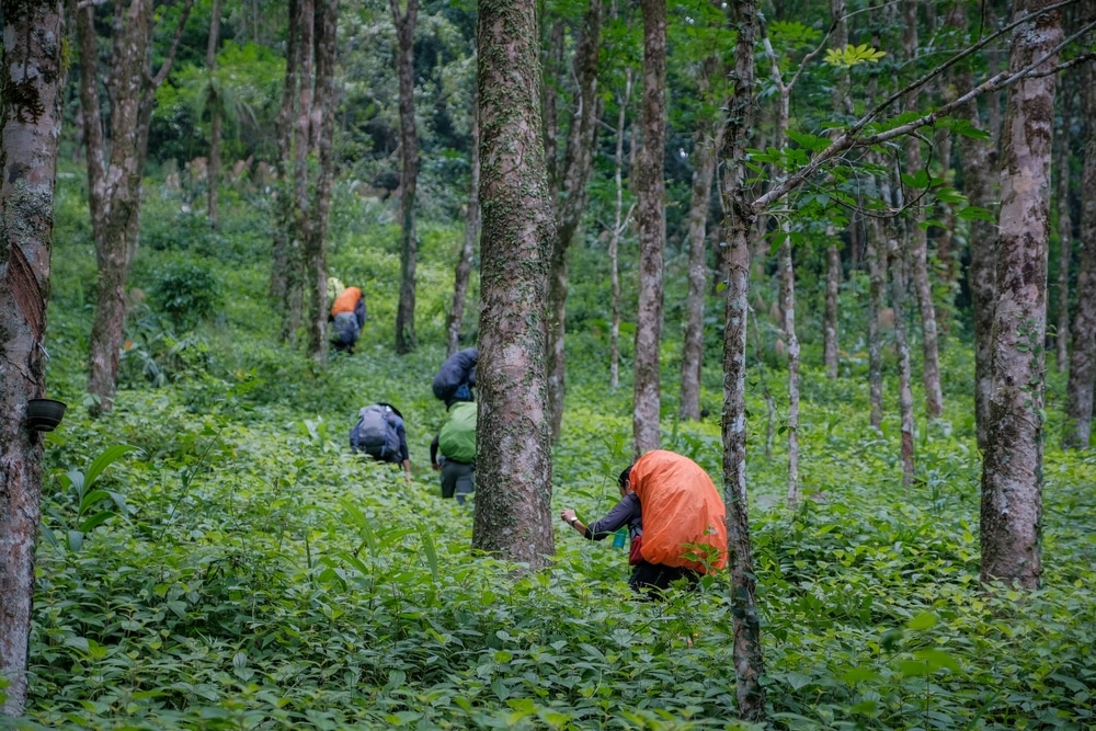 กลุ่มคนกำลังเดินผ่านป่า สถานที่ท่องเที่ยวสุราษฎร์ธานี