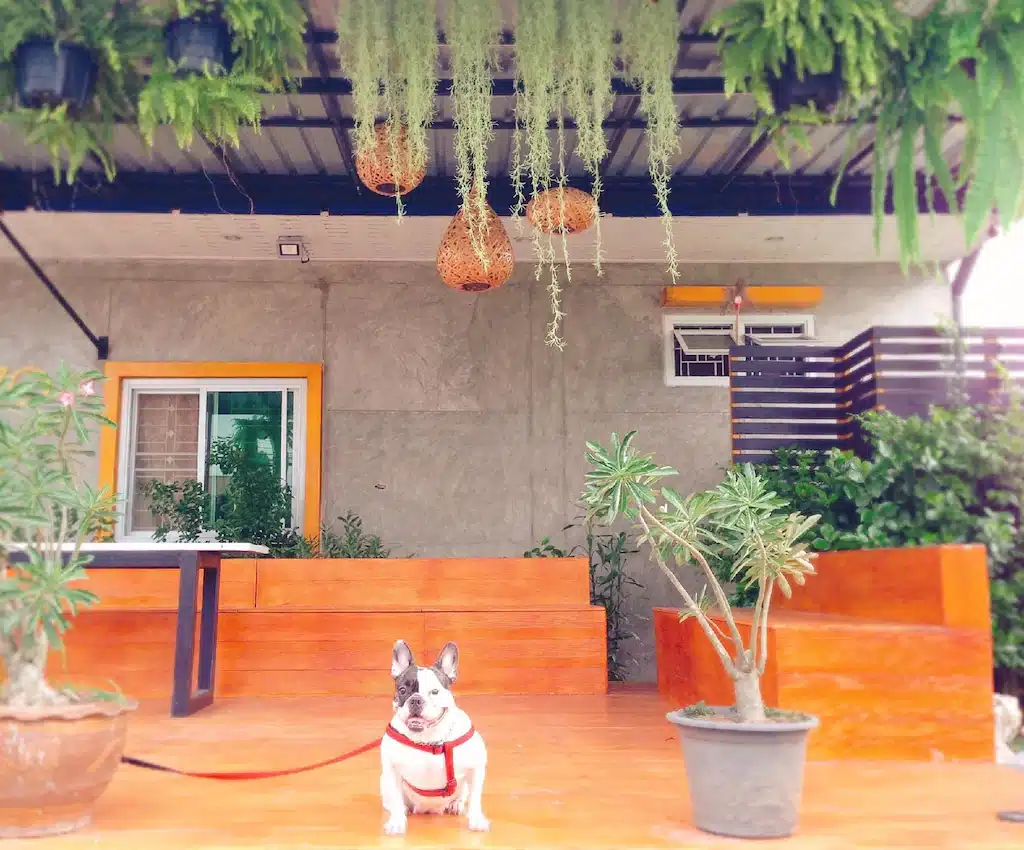 สุนัขนั่งบนม้านั่งไม้หน้าบ้านที่รีสอร์ทแห่งหนึ่งในกบินทร์บุรี โรงแรมกบินทร์บุรี