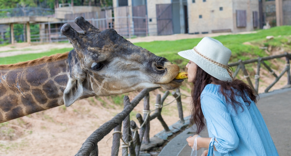 ผู้หญิงให้อาหารยีราฟที่ สวนสัตว์เปิดเขาเขียว สวนสัตว์กรีนฮิลล์ สวนสัตว์ใกล้กรุงเทพ