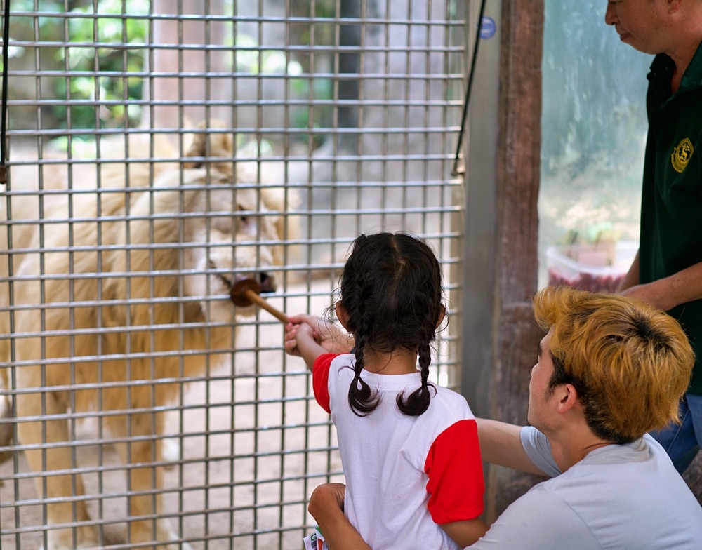 ผู้หญิงกับเด็กให้อาหารเสือขาวที่ สวนสัตว์เปิดเข าเขียว สถานที่ท่องเที่ยวชลบุรี