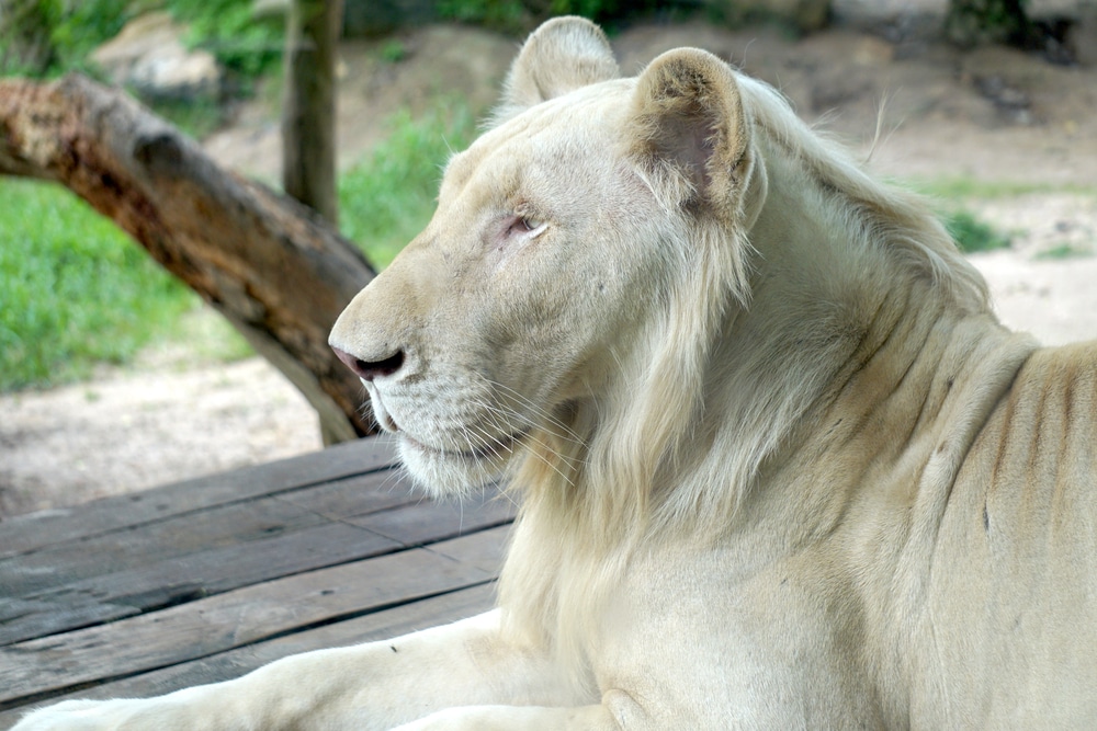เสือขาววางอยู่บนม้านั่งไม้ในสวนสัตว์บนภูเขาสีเขียว สวนสัตว์เขาเขียว