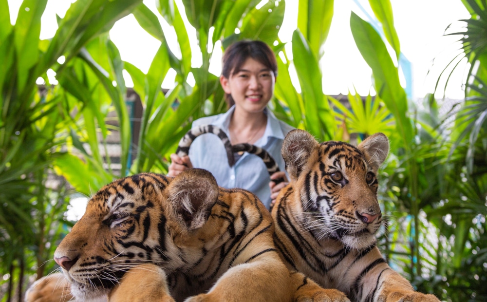 ผู้ห ที่เที่ยวชลบุรี ญิงถือกล้องข้างเสือสองตัวที่เที่ยวพัทยา