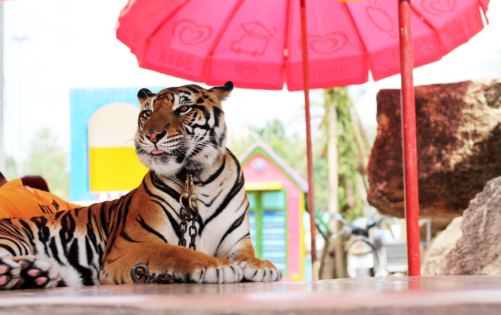 เสือเหล่ายุงลายมีร่มสีชมพูผ่านโ ที่เที่ยวชลบุรี