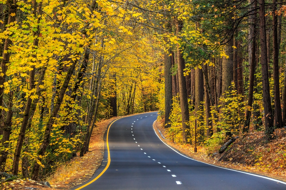 ถนนว่างที่รายล้อมไปด้วยต้นไม้ใบเหลืองน่านที่เที่ยว. สถานที่ท่องเที่ยวอเมริกา