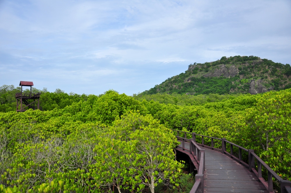 ทางเดินในป่าเขียวขจีที่ราชบุรี เที่ยวกุยบุรี
