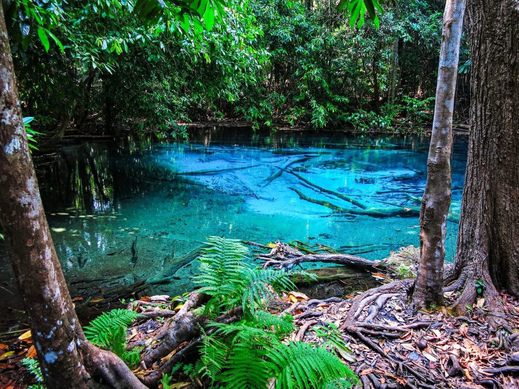สระน้ำสีฟ้าล้อมรอบด้วยต้นไม้ในป่า