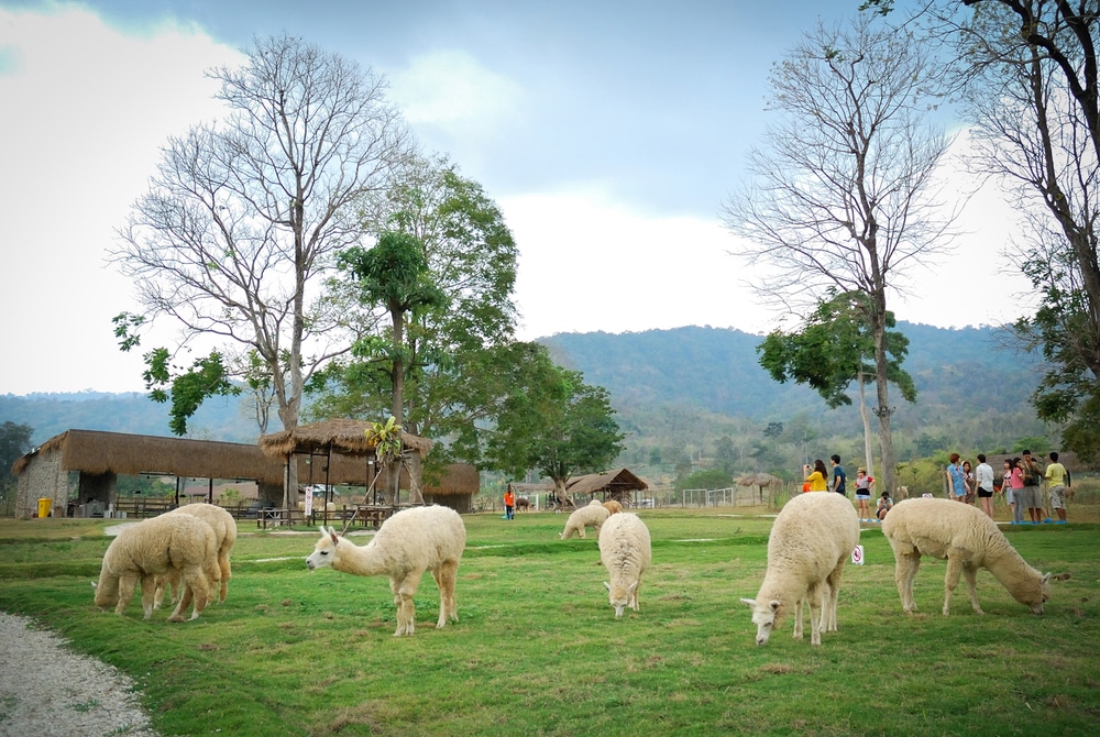 ฝูงอัลปาก้าเล็มหญ้าในทุ่งกว้างเหมาะสำหรับนักท่องเที่ยวที่ เที่ยวราชบุรี มาเยือนราชบุรี